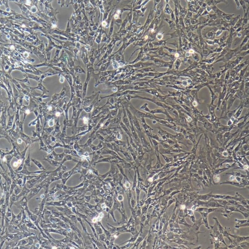 鸡气管黏膜上皮细胞永生化 /免疫荧光鉴定