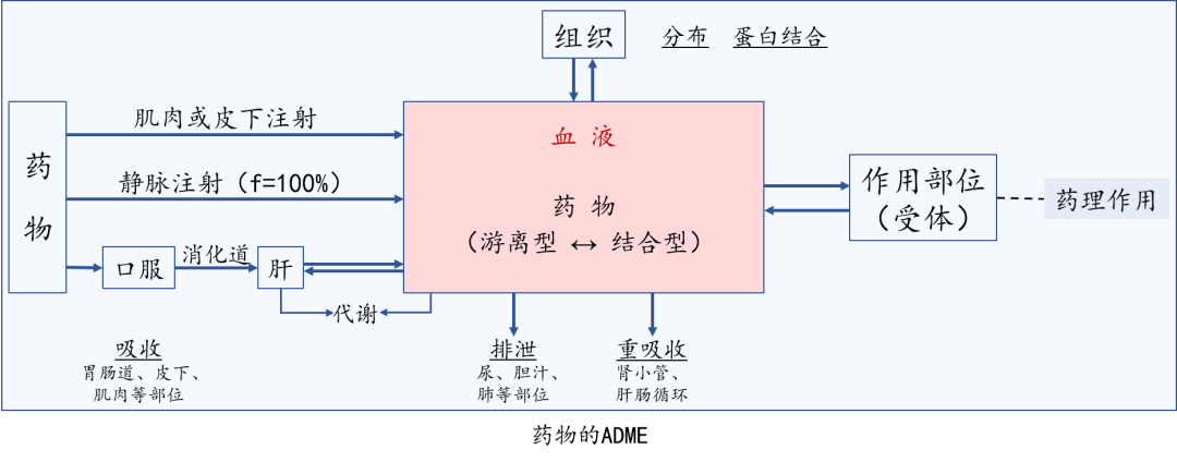 从硫酸镁看不同给药途径对药物作用的影响
