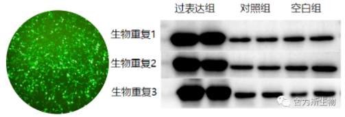 技术资料图片1