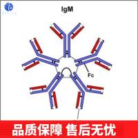 生长分化因子15/巨嗜细胞抑制因子1单克隆抗体