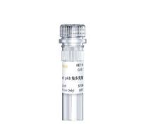 Phospho-Smad2/3 (Thr8) Rabbit pAb 兔多克隆抗体