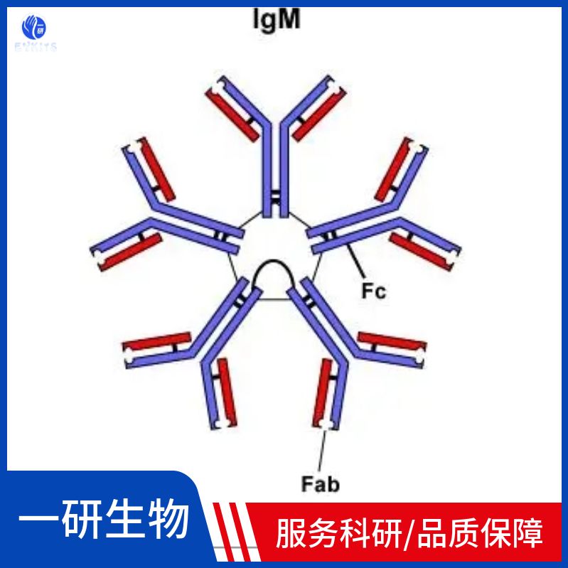 γ-干扰素/γ-IFN单克隆抗体