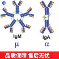 真核启动因子2β抗体