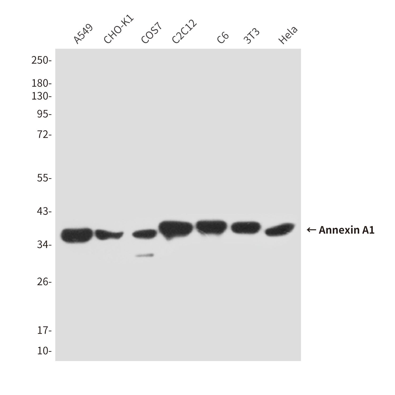 Annexin A1 (5E4D8) Mouse mAb