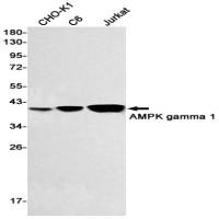 AMPK gamma 1 (DGR31668) Rabbit mAb
