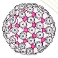 HSV病毒/病毒包装/载体
