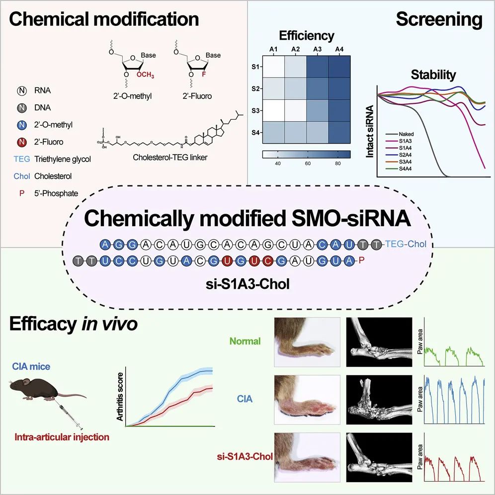 Mol Ther-Nucl Acids丨中山六院开发出候选siRNA药物用于治疗类风湿性关节炎