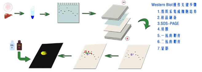 古朵生物| 免疫印迹（Western Blot）的基本原理、实验步骤及 FAQ