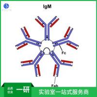 多聚腺苷酸结合蛋白3抗体