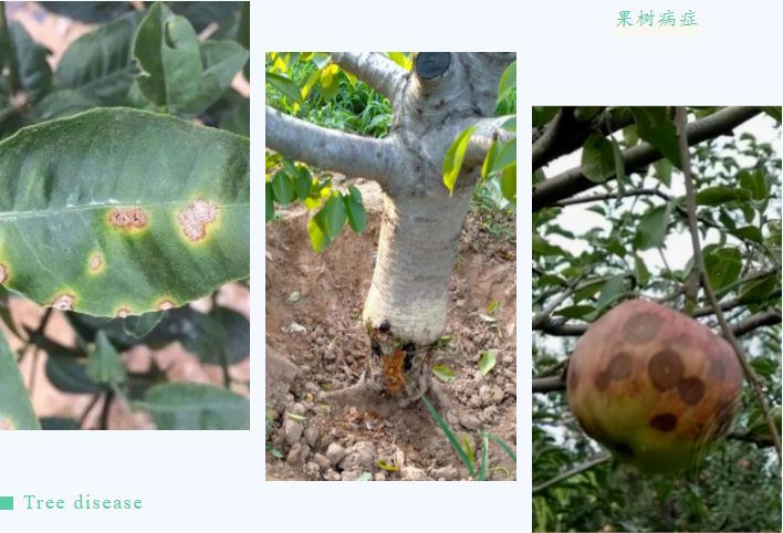 会杀菌的胆矾是什么样子的？