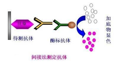 ELISA 实验必知 |实验原理，步骤及注意事项