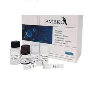 人肿瘤坏死因子α(TNF-α)ELISA Kit