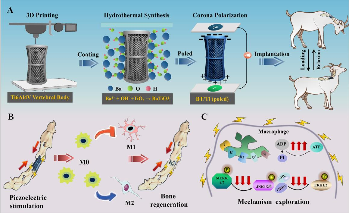 新材料通过抑制MAPK/JNK和激活OXPHOS信号通路促进巨噬细胞的抗炎极化及骨修复能力（IF = 15.3）