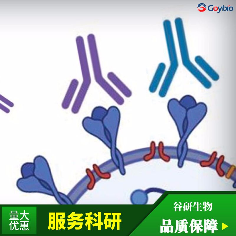 H1N1 Matrix Protein 1抗体