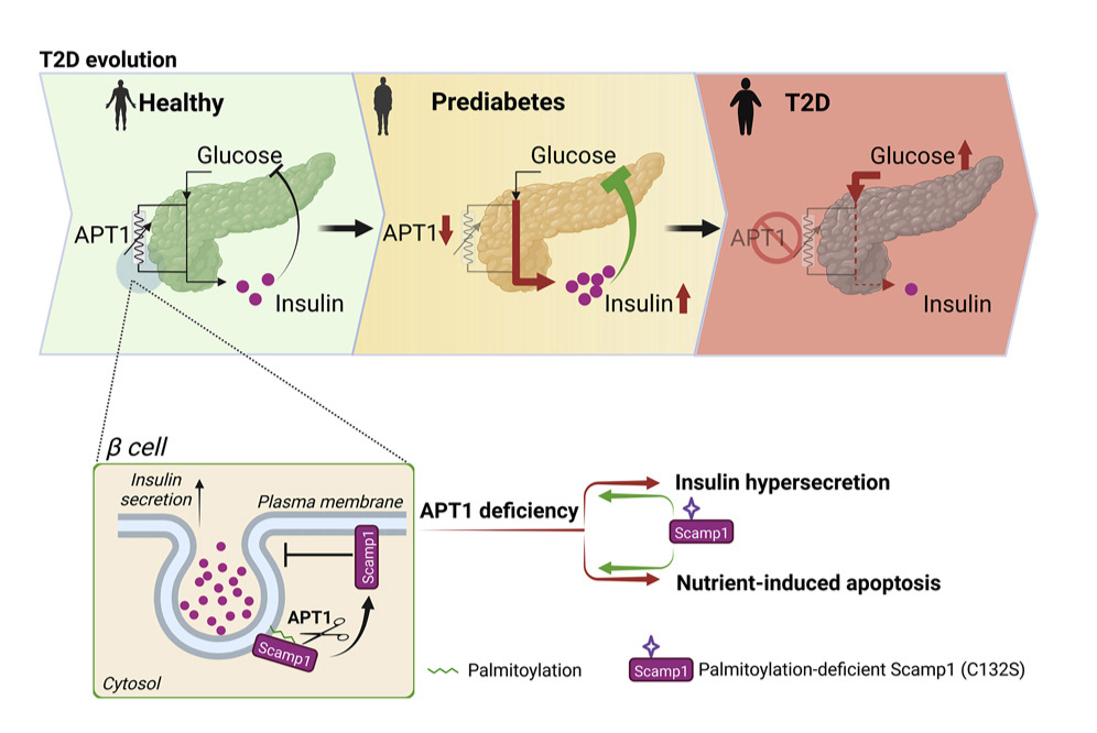 春节过后,警惕这种疾病!