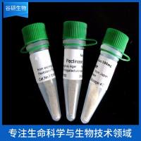 Cyclophilin 40/PPID抗体