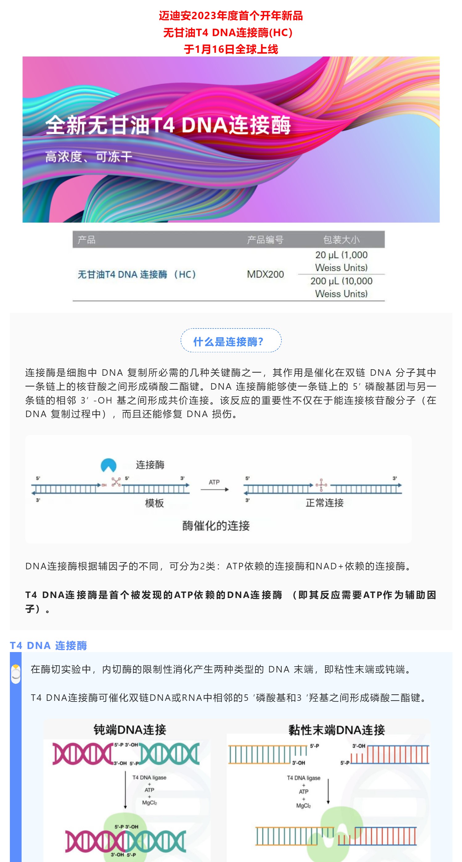 【新品】高浓度/可冻干T4 DNA连接酶