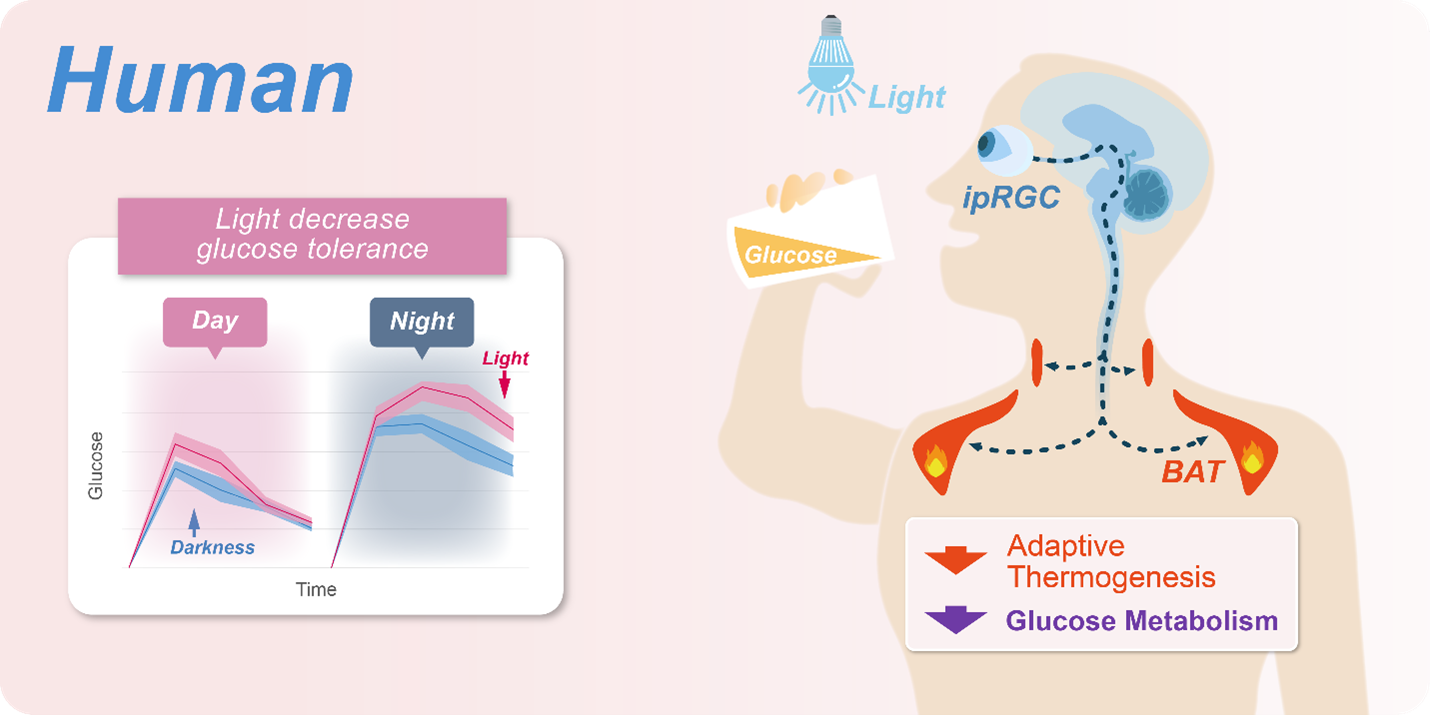 科技前沿丨FV3000助力揭示光感知调控血糖代谢的神经机制