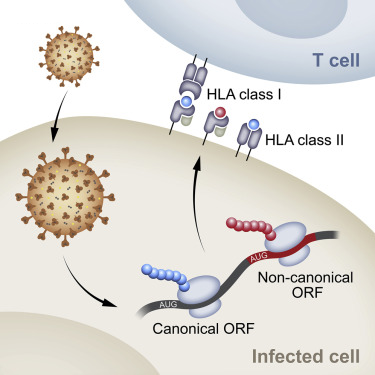 Usbiological——小鼠抗HLA 1类抗原A11（生物素）