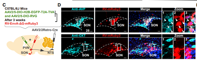 科技前沿丨FV3000助力揭示光感知调控血糖代谢的神经机制