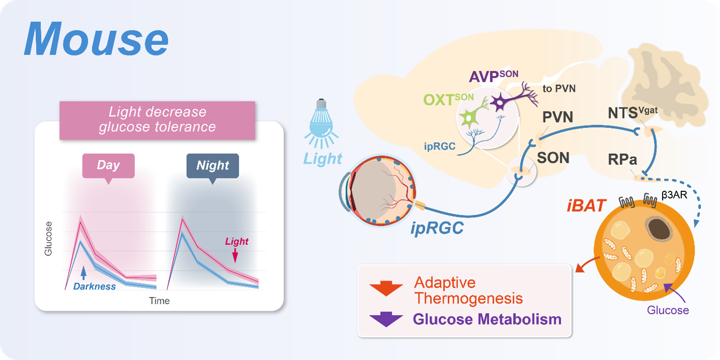 科技前沿丨FV3000助力揭示光感知调控血糖代谢的神经机制
