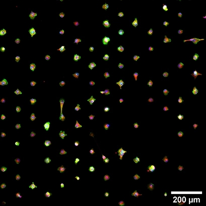 µ-Slides With Single-Cell µ-Pa