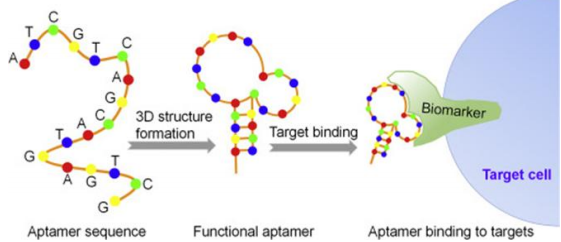 新品推荐 | 适配体分选：人CD8+T细胞分选的新方向
