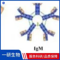 角质形成细胞相关跨膜蛋白2抗体
