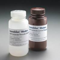 MiliporeWBKLS0100 Immobilon Western
