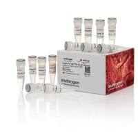 赛默飞invitrogen18080051SuperScript™ IIIFirst-Strand Synthesis System