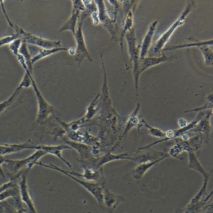 人原代扁桃体成纤维细胞