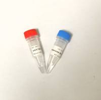 pA/G-Tn5 转座酶（生物素修饰，带接头）pA/G-Tn5 Transposome (Biotin, with Adapter）[ pA pG pAG Tn5转座酶 ]