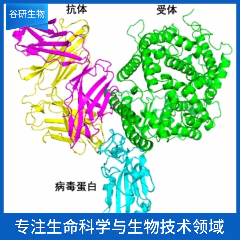 Rabbit Anti-Biotin / Gold抗体