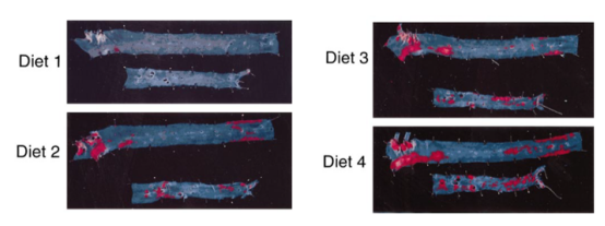 常见的几种动脉粥样硬化模型饲料简介