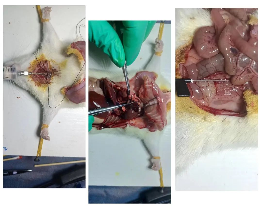 感染后咳嗽大鼠模型建立——实例分享