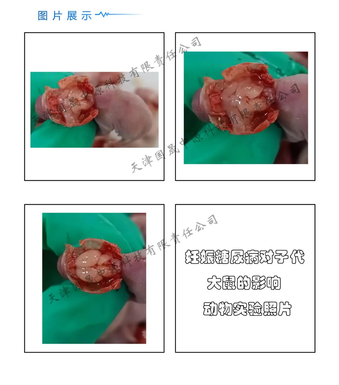 妊娠糖尿病对子代大鼠的影响--动物实验