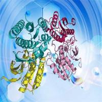 激肽释放酶7(KLK7)重组蛋白(Rat，大鼠)