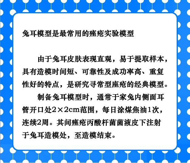 兔耳痤疮动物模型——实例分享