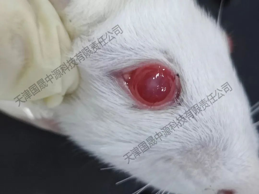角膜炎活体动物模型实验----实例分享