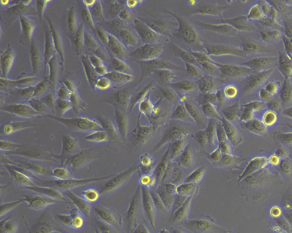 如何正确使用无血清冻存液冻存MG63细胞？
