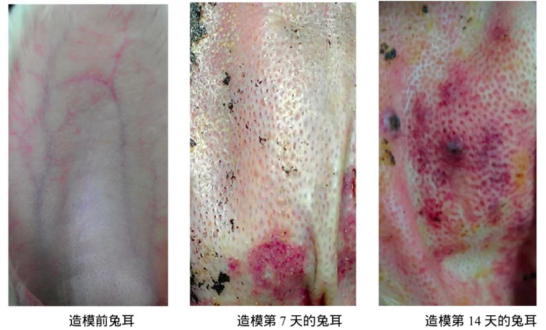 兔耳痤疮动物模型——实例分享