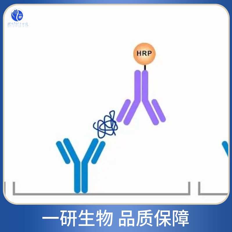 硫酸酯酶修饰因子1抗体