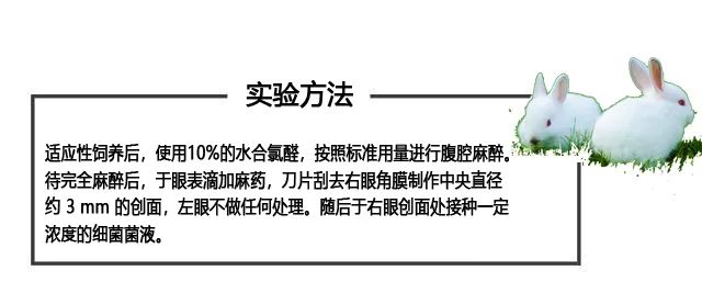 角膜炎活体动物模型实验----实例分享