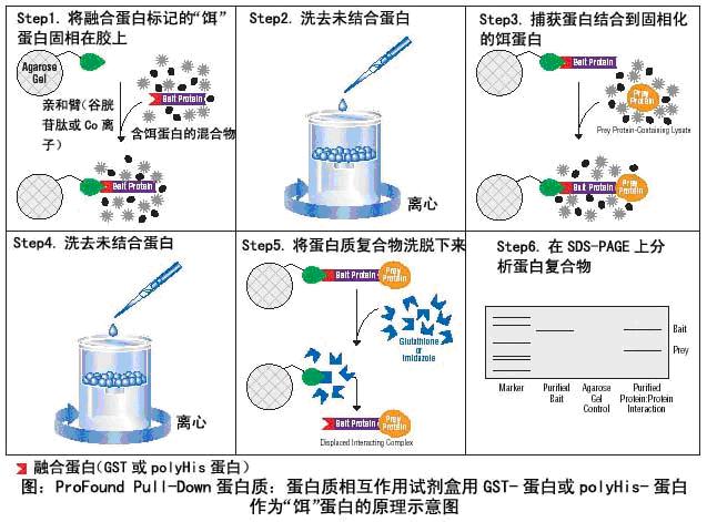 Recombinant Human COX7A2L蛋白