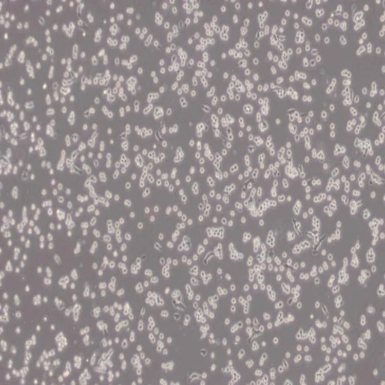 MS1细胞_小鼠胰岛内皮细胞