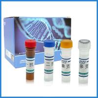 RabbitAnti-PCV2 capsid protein antibody