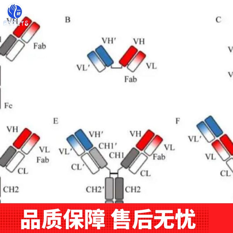锌指蛋白70抗体