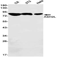 ASH2L (DGR11854) Rabbit mAb