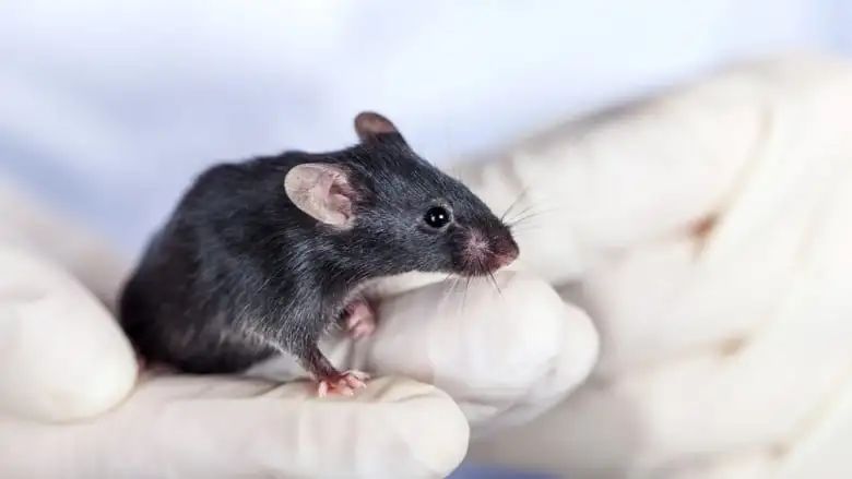 动物实验中超受欢迎的神奇果冻--Moldiets凝胶饲料