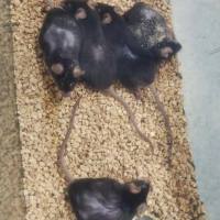 APOE4*5×FAD小鼠AD鼠老年痴呆小鼠（单性别）